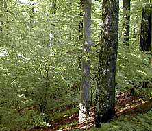 Bøkeskogen - Larvik
