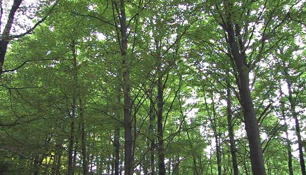 Bøkeskogen